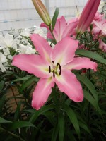 [4179 Macerata VH No02.JPG]